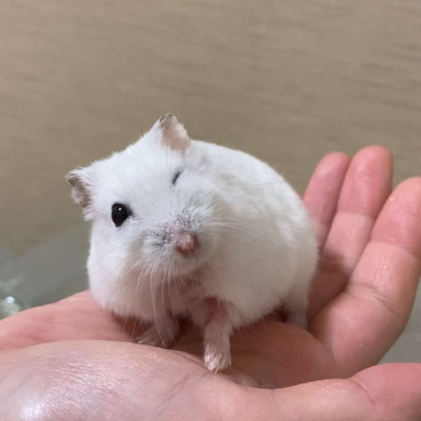 お星さまが飛んできそう ばちっとウインクをキメる アイドルすぎるハムちゃんにメロメロ 21年11月3日 エキサイトニュース