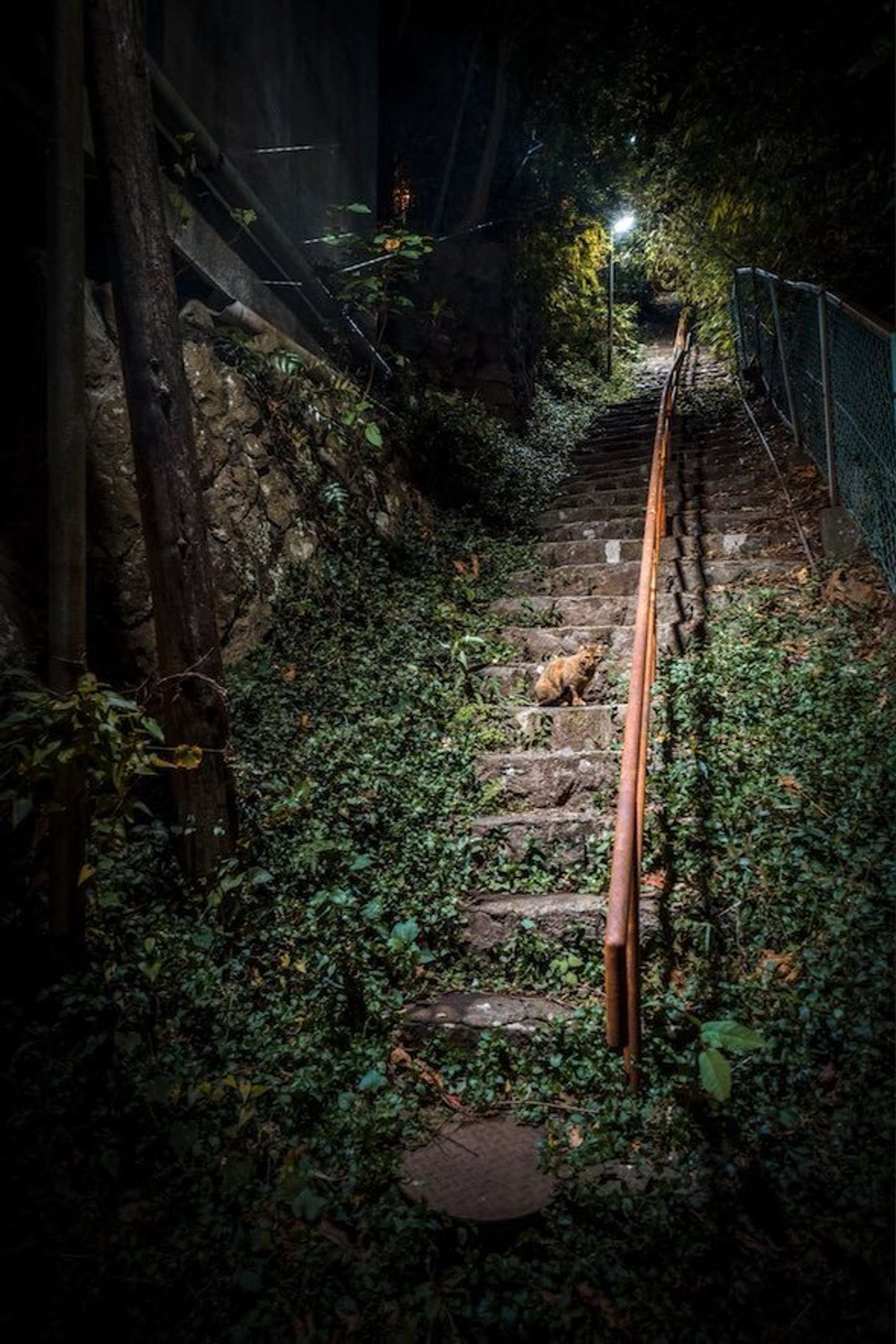 突如現れた猫に ついて行ったら 辿り着いた路地裏が 異世界への入り口 みたいだった件 21年12月1日 エキサイトニュース
