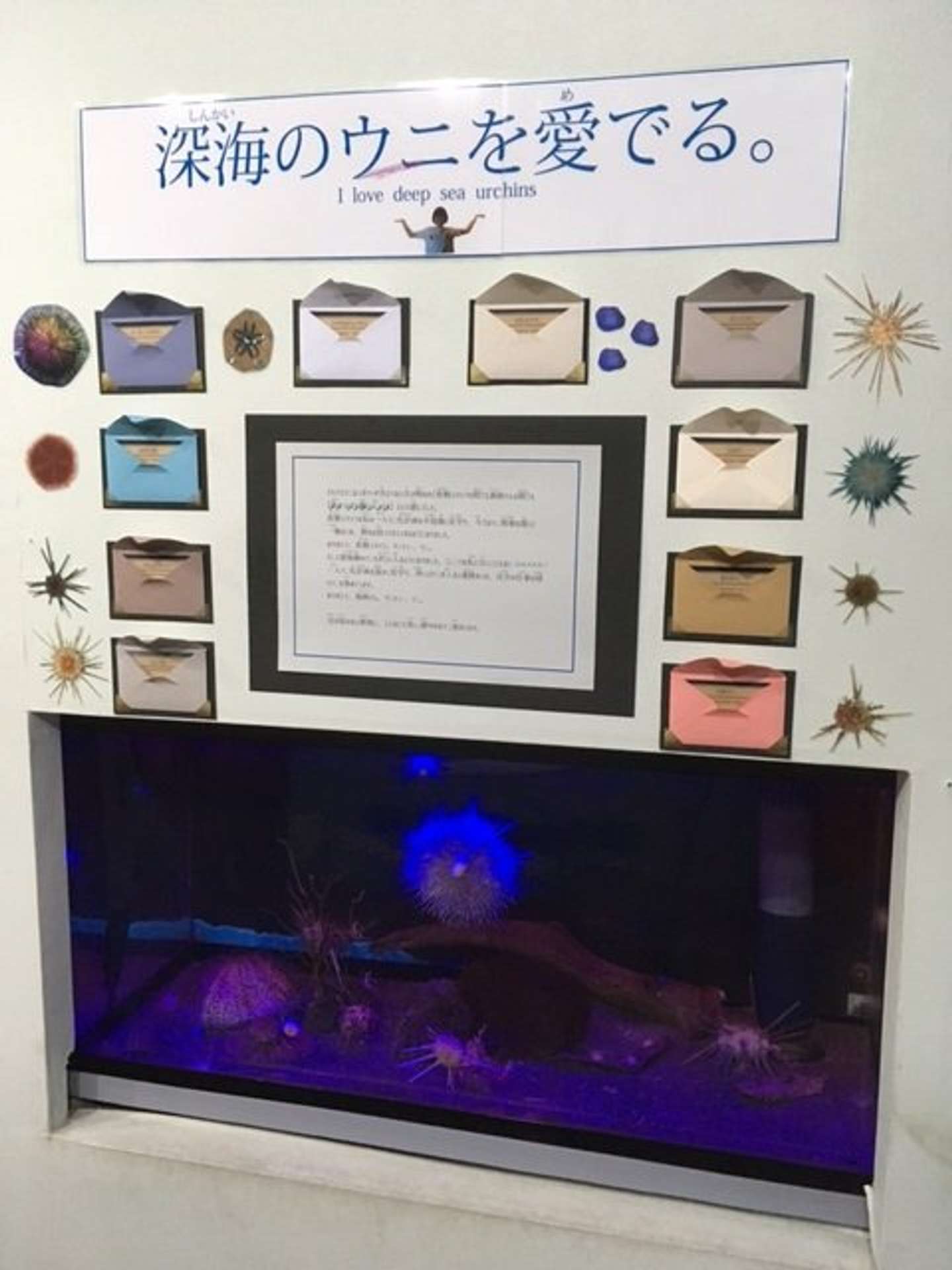 ウニを愛しすぎて ウニのカシパン祭り を開催した飼育員は語る 時代がやっとウニに追いついた 21年12月6日 エキサイトニュース