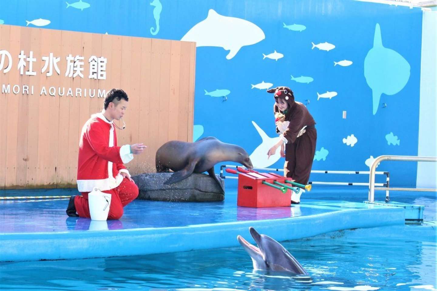 アシカ イルカが特別演奏 水族館のクリスマスイベントがたのしそう 21年12月23日 エキサイトニュース