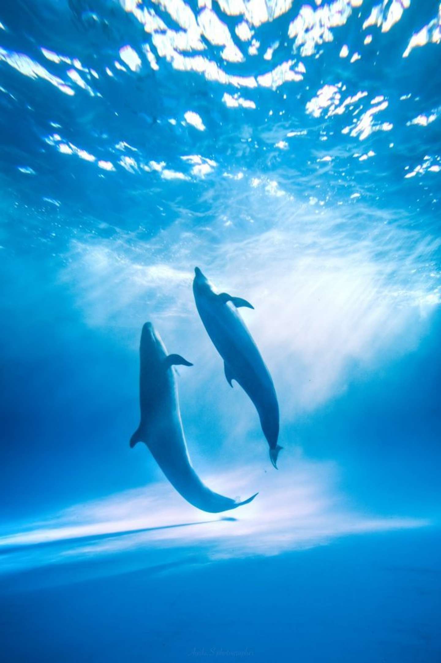 ラッセンの絵を見ているよう... 幻想的に水中で舞う「海の踊り子」たちの圧倒的な美しさ (2022年1月2日) - エキサイトニュース