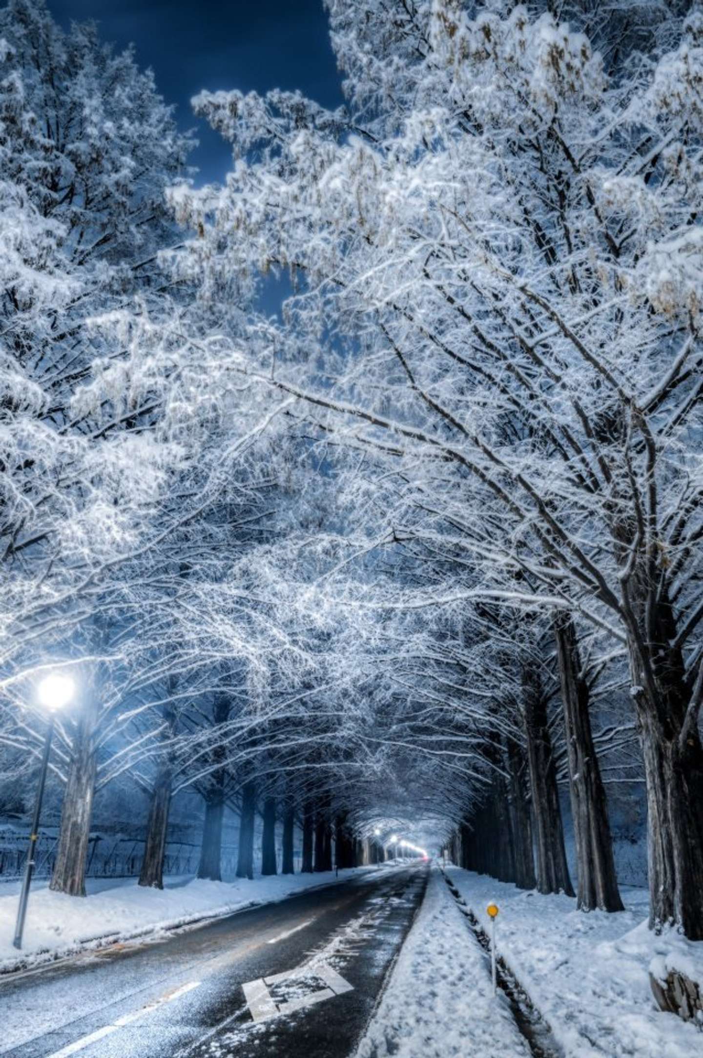 雪の美しさが極まってる 白銀に染まったメタセコイア並木に吸い込まれてしまいそう 22年1月1日 エキサイトニュース