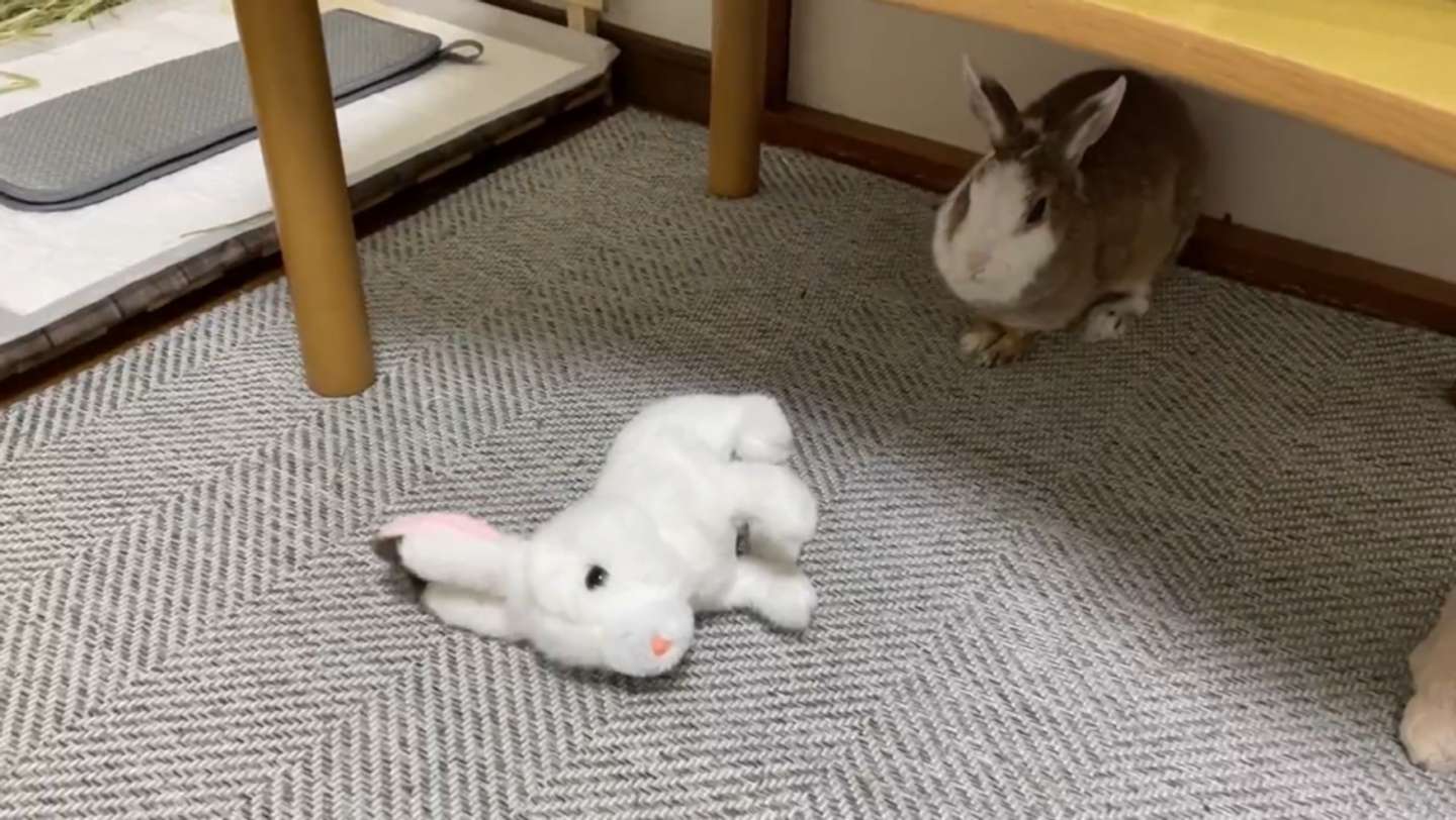 無限ループで見続けちゃう ウサギ Vs メカウサギ のバトルの中毒性がすごい 22年4月22日 エキサイトニュース 無限ループで見続けちゃう ウサギ Vs メカウサギ のバトルの中毒性がすごい 22年4月22日 エキサイトニュース