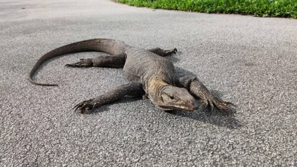 ワニやサメだけじゃなかった！フロリダで外来種のオオトカゲが目撃され