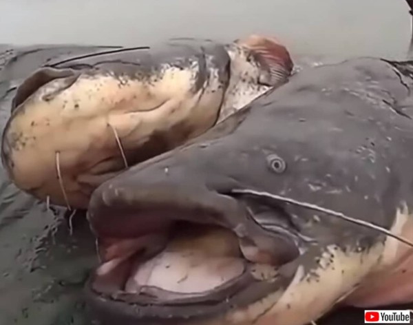 でっか 巨大ナマズが2匹も 22年3月4日 エキサイトニュース