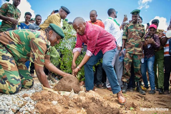 plantar árvores, Quênia