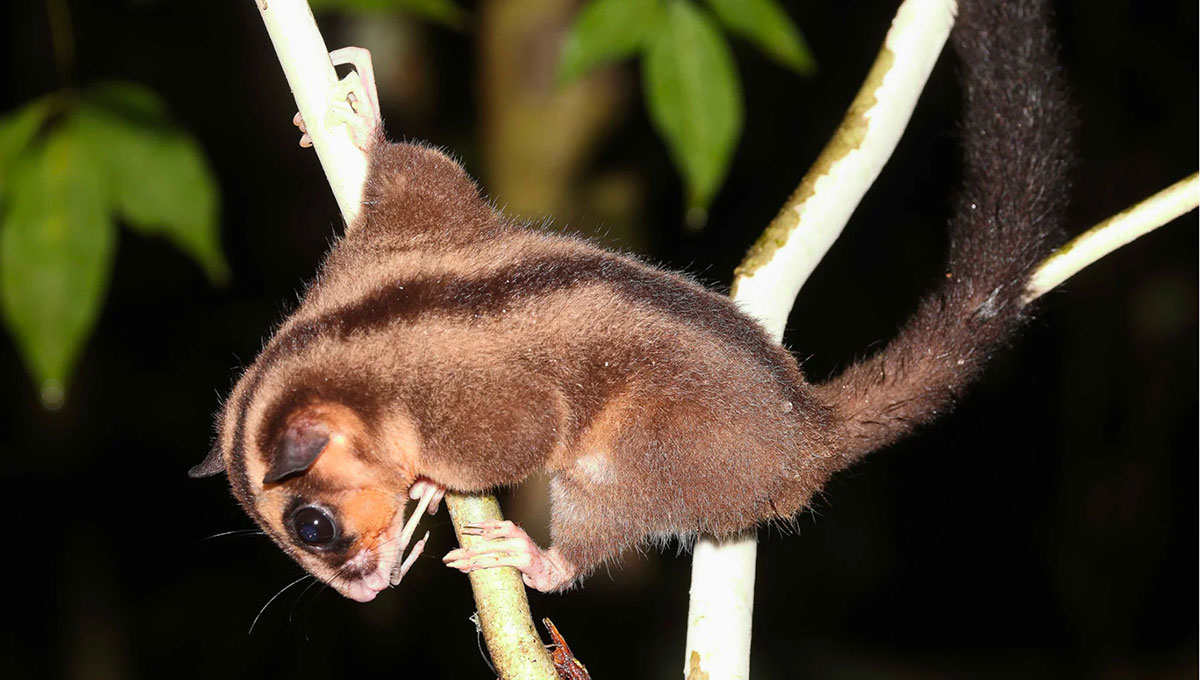 【属内最大種】フクロモモンガのようにかわいい顔つきのオーストラリアタマムシ 標本 6000年前に絶滅したと思われていた有袋類のフクロモモンガ科2種が再