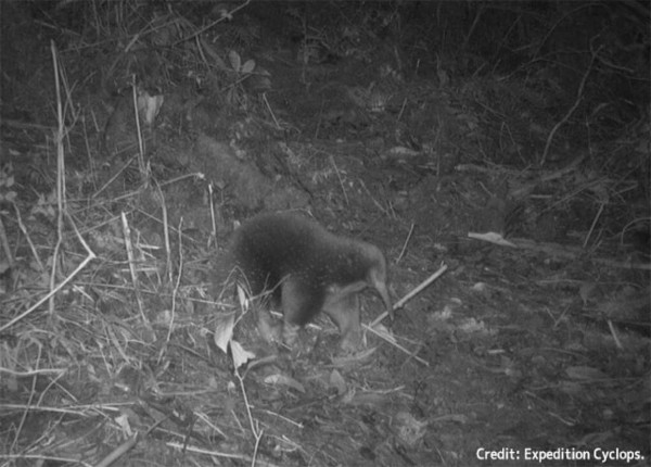 うれしいニュース。絶滅したと思われていた卵を産む珍しい哺乳類が60年ぶりに発見される (2023年11月14日) - エキサイトニュース