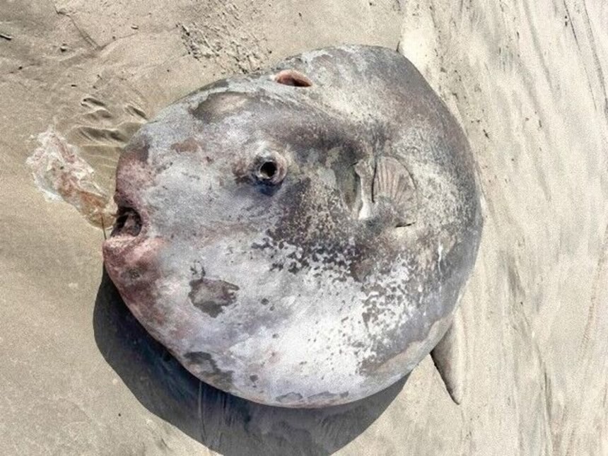 オレゴンのビーチに打ち上げられた体長221cmの巨大マンボウは新種だっ