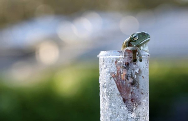 世界の両生類のほぼ半数が絶滅の危機に瀕している