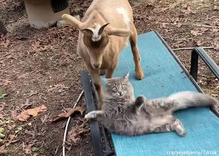 山羊の飼育地へ入り込んだ野良の子猫 そこから始まる山羊と猫の友情物語 22年7月4日 エキサイトニュース
