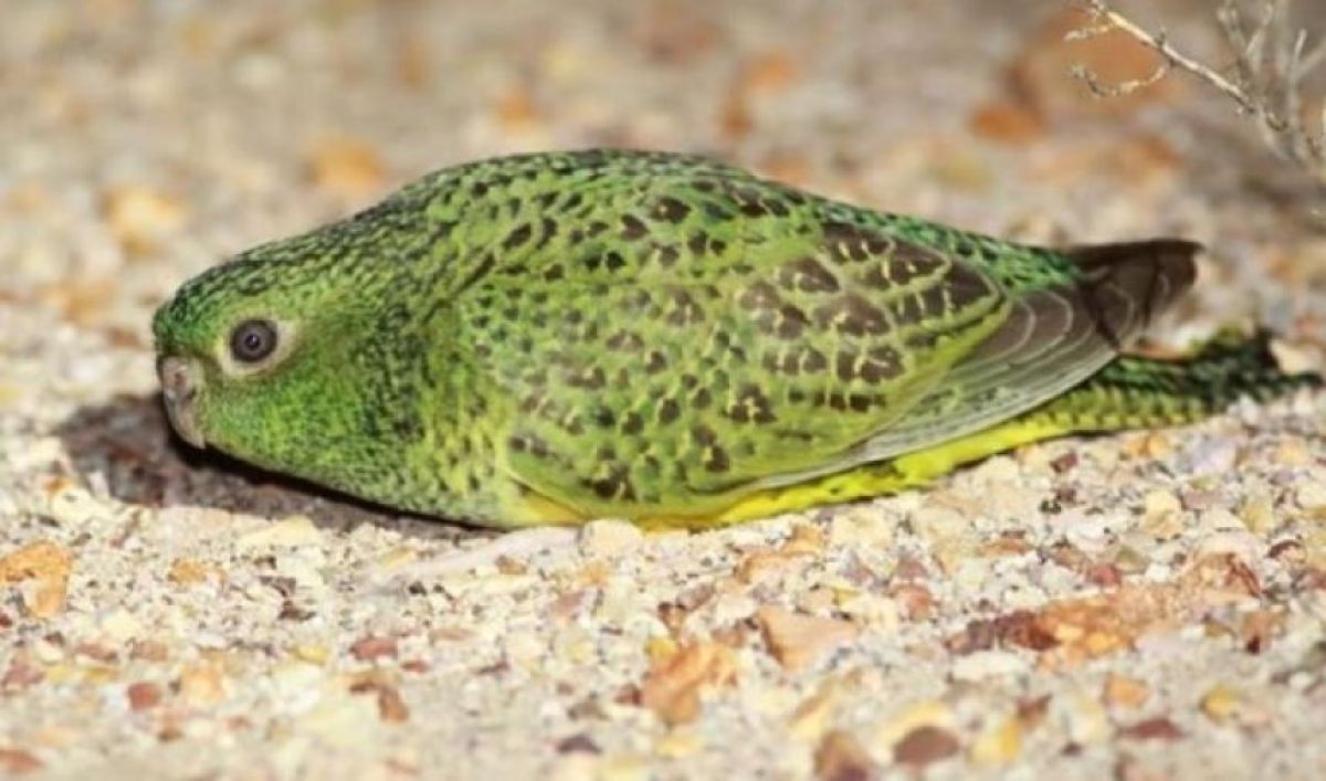 黒い銀貨】ヒメフクロウインコ オーストラリア銀貨 2019 黒い銀貨