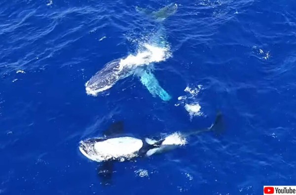 水中最強のシャチが獲物であるクジラを助ける。体に絡みついたロープを