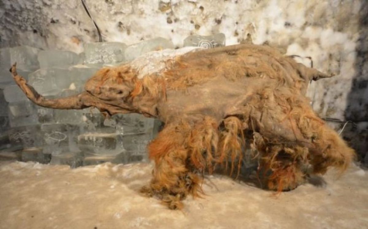 永久凍土で眠っていた3万9千年前のケナガマンモスから史上最古のRNAを