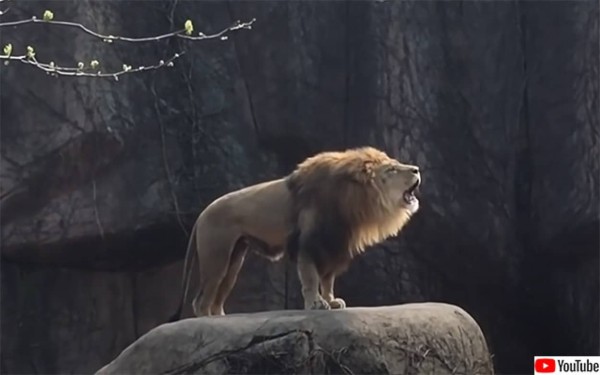 王者の咆哮。動物園に響き渡るライオンの雄叫びに拍手喝采（要音声