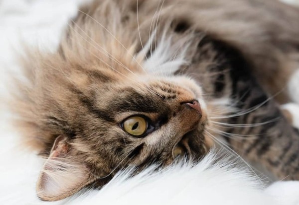 飼い猫がゴロゴロと喉を鳴らすメカニズムが科学でついに解明された