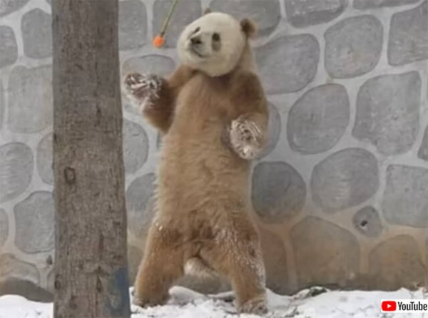 激レアの茶色パンダが進化した。チーザイは二足立ちを覚えた (2022年2