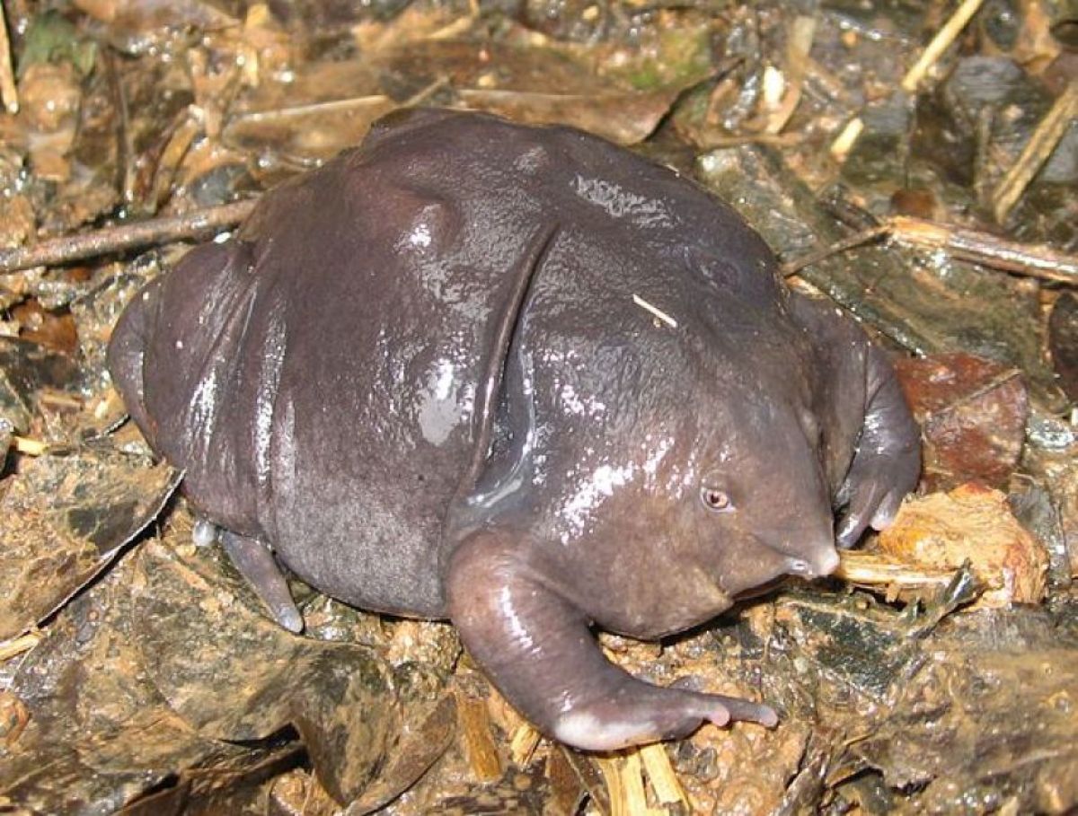 生き て いる 化石
