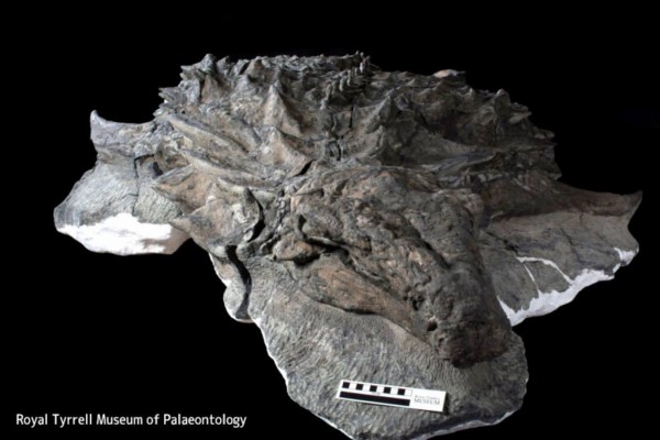 トリロバイト化石 保存状態良好 約15cm 顔の皮膚がそのままの状態で残っている保存状態の良い恐竜の化石を発見