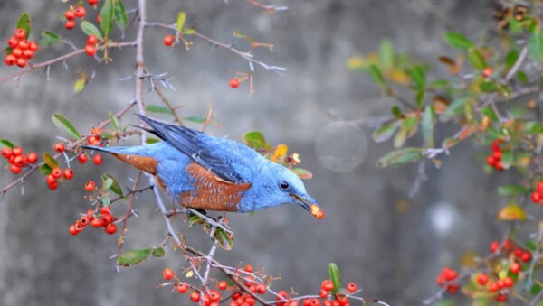 幸せの青い鳥」イソヒヨドリが、アメリカで初めて目撃される