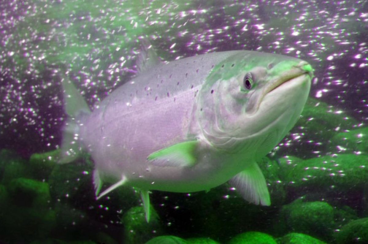 幻の魚 化石 幻の魚 化石 1億9000万年前のほぼ