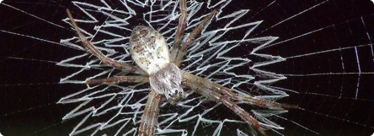 蜘蛛界の芸術家 網の上におしゃれな模様をつけるクモの仲間たち 11年7月9日 エキサイトニュース