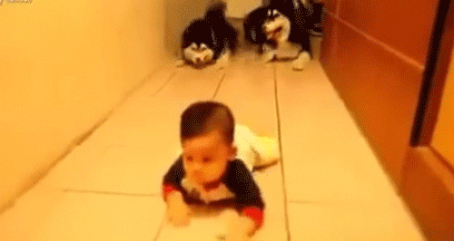 赤ちゃんの護衛は2匹のマラミュート犬 匍匐前進でハイハイする赤ちゃんをがっちりガード 14年10月18日 エキサイトニュース