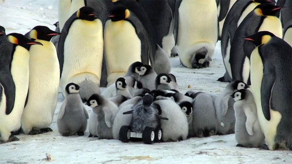 モフモフを装着し赤ちゃんペンギンに偽装したロボットがペンギンの子どもたちに取り囲まれる様子 14年11月5日 エキサイトニュース