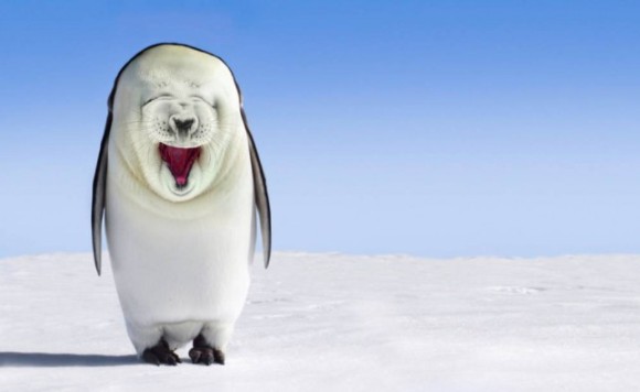 ペンギンとオットセイの間に子どもが生まれたらどうなる オットセイがやらかしたあの動画を受けて 14年11月26日 エキサイトニュース