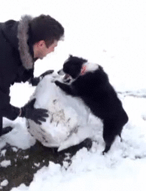 雪だるま 手伝うワン 雪玉コロコロを熱心に手伝う犬 15年1月1日 エキサイトニュース