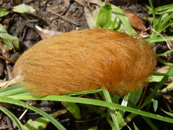 ぎゃ 逆に 私は毛虫です 鳥のヒナとかじゃありません 毒毛虫に成りすますハイイロモンキタイランチョウのヒナ 2015年2月1日 エキサイトニュース 2 3