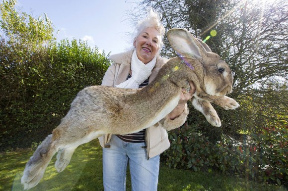 大きい 世界 ウサギ 一