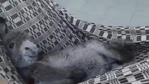 なんか眠くなってきた ロバの赤ちゃんがハンモックでゆらゆらする睡眠効果の高い癒され動画 15年10月7日 エキサイトニュース