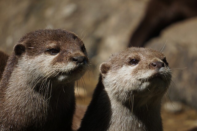 カワウソを学ぼう カワウソに関する12の面白事実 16年2月1日 エキサイトニュース