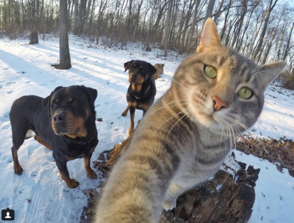 猫が自撮りを覚えたらしい 犬を引き連れナイスショットしちゃうんだからもぅ 16年2月8日 エキサイトニュース
