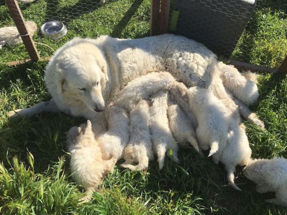 子だくさんがぐぐ シープドックのお母さんはがんばった 17匹の元気な子犬を出産したよ 16年3月12日 エキサイトニュース