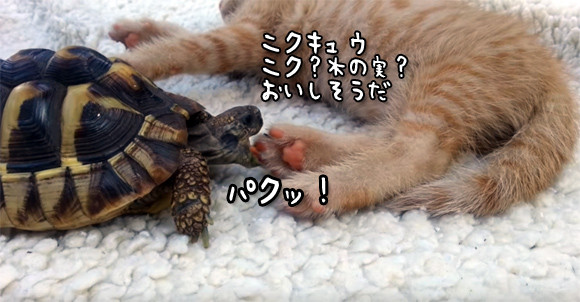 肉球と食べ物を軽く勘違いしたカメ 猫の肉球にパクつく 16年3月21日 エキサイトニュース