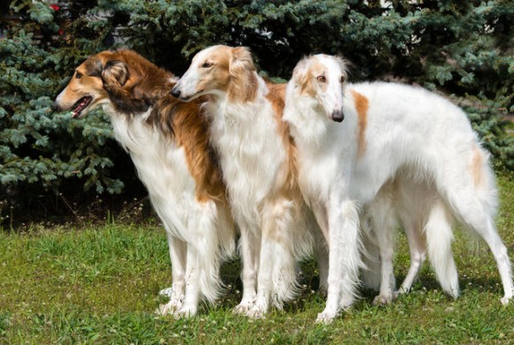 魅惑の大型犬 ロシア原産の俊敏なる巨人 ボルゾイに関する10の事実 16年7月24日 エキサイトニュース