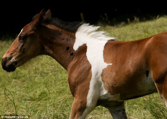 馬の中に馬が混入 白馬の横顔そっくりな模様をつけて生まれた馬 16年8月18日 エキサイトニュース