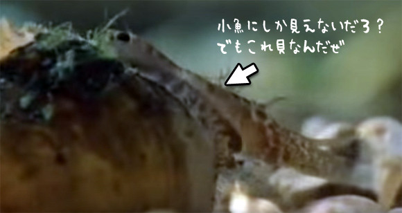 捕食の方がましだった 小魚に擬態し近づいてきた魚の口に幼生を噴射して寄生させる驚愕の淡水貝 ランプシリス 16年9月8日 エキサイトニュース