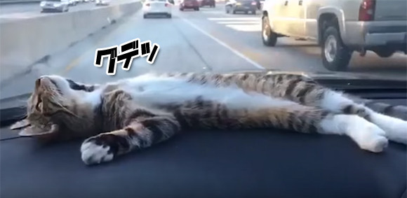 車に乗るのが好きな猫もいる ダッシュボードの上のぐで猫 16年10月日 エキサイトニュース