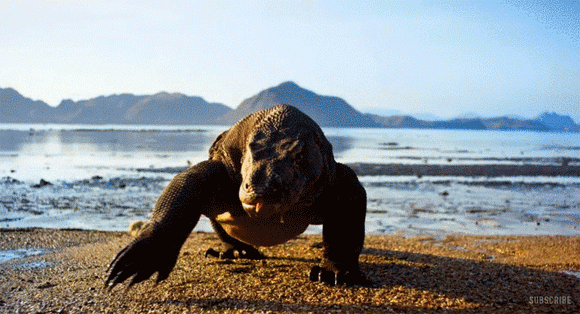 地球 自然 野生動物 c放送 プラネットアース2 のプロモーションビデオの躍動感が凄い 16年10月19日 エキサイトニュース