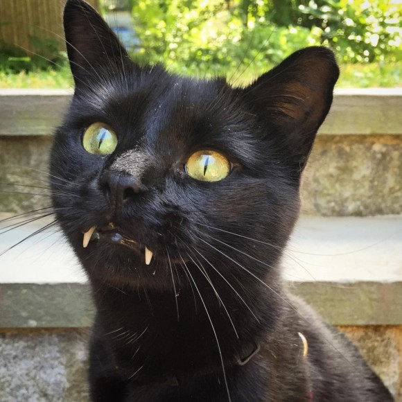 助けた子猫がバンパイア化 牙チラキュートな黒猫のモンク 16年11月4日 エキサイトニュース