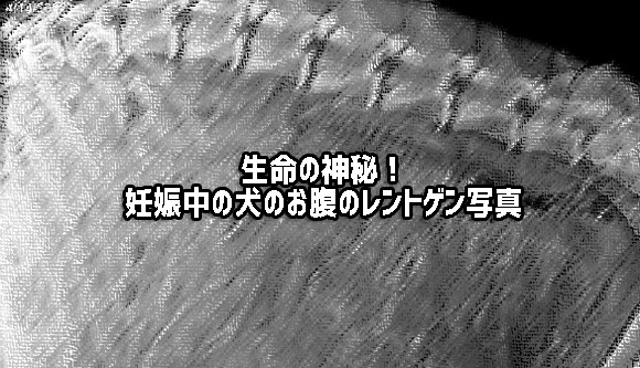 赤ちゃんは何匹 アラスカン マラミュートのお母さんのお腹のレントゲン写真 閲覧注意 16年11月4日 エキサイトニュース