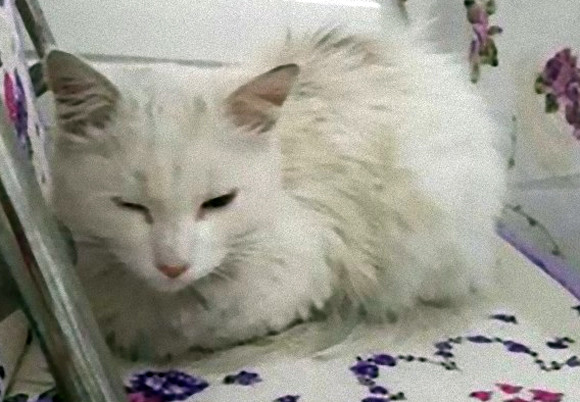 九死に一生猫スペシャル 病院の回転ドアに挟まれ瀕死となっていた猫 人間の救命医に命を救われそのまま家族に トルコ 16年11月6日 エキサイトニュース