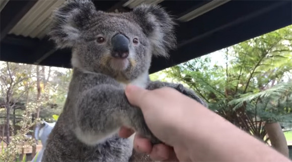 コアラにトカゲにウォンバット オーストラリアに住む動物たちと片っ端から握手 17年1月26日 エキサイトニュース