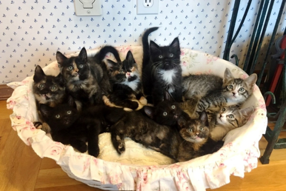9匹の我が子を育てるため 栄養失調でボロボロの状態になっていた母猫 全員保護され無事回復 アメリカ 17年1月27日 エキサイトニュース