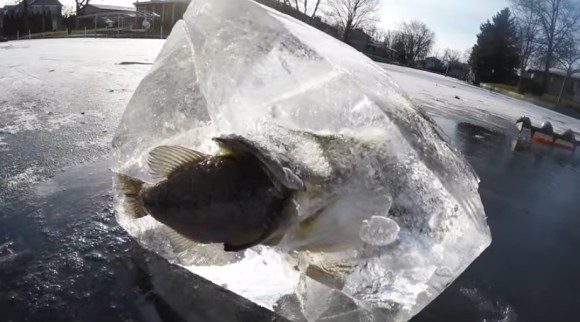 志 こころざし が半ばすぎた 魚を食べてる最中に氷漬けになってしまった魚 17年2月3日 エキサイトニュース