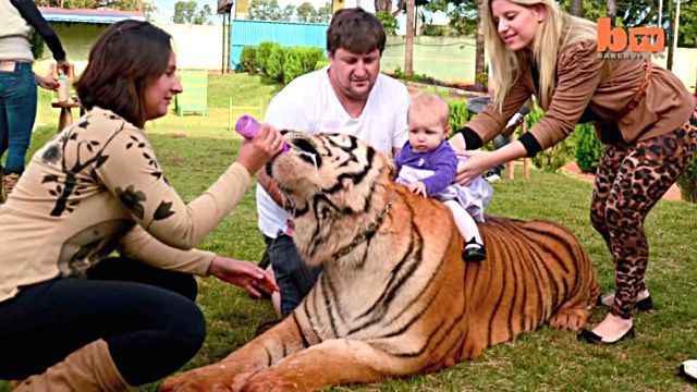 猛獣のトラとだっていちゃこら大爆発 7頭のトラたちと暮らすブラジリアン一家 17年2月18日 エキサイトニュース