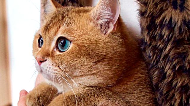 インスタグラムで大人気 つぶらな青い瞳で心を鷲掴みにする ロシア在住のホシコ猫をご紹介 17年3月日 エキサイトニュース
